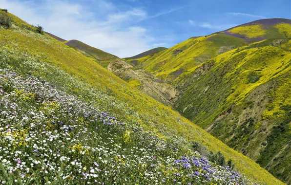 The sky, grass, flowers, mountains, slope, CA, gorge, USA