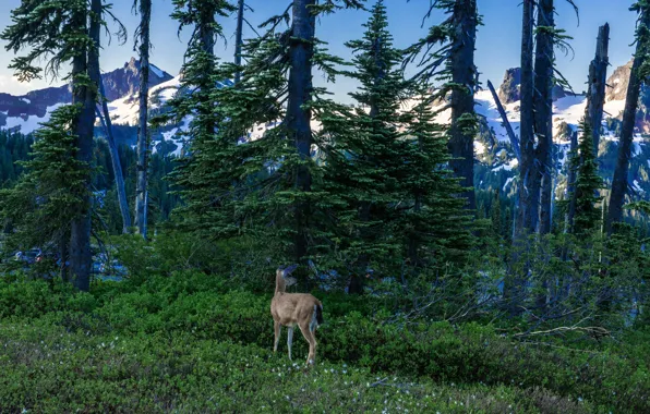 Forest, snow, trees, mountains, rocks, Washington, USA, Mount Rainier National Park