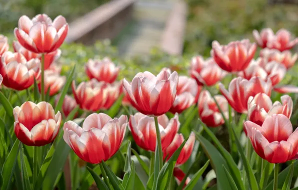 Picture tulips, buds, a lot