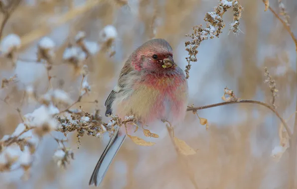 Picture winter, snow, nature, bird, branch, hurricane