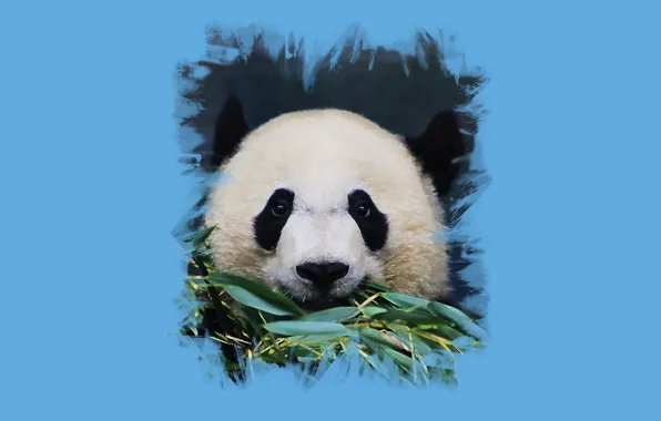 Look, foliage, art, Panda