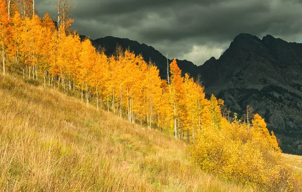 Autumn, forest, trees, mountains, Colorado, USA, grove, aspen