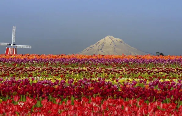 Picture field, flowers, mountains, nature, mill, tulips