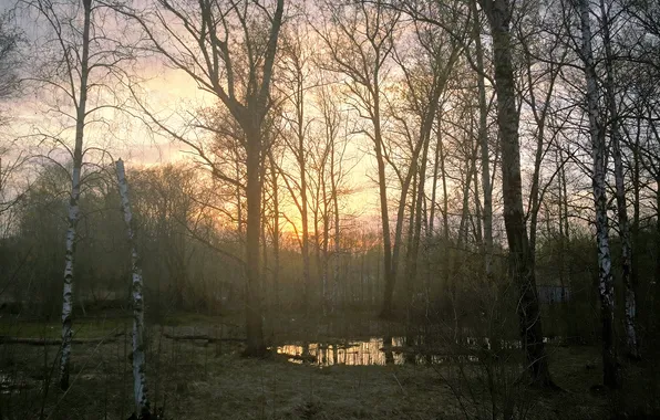 Picture forest, the sky, trees, sunset, nature, spring, the evening, puddles