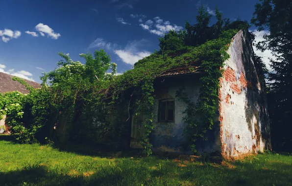 House, thickets, ruins