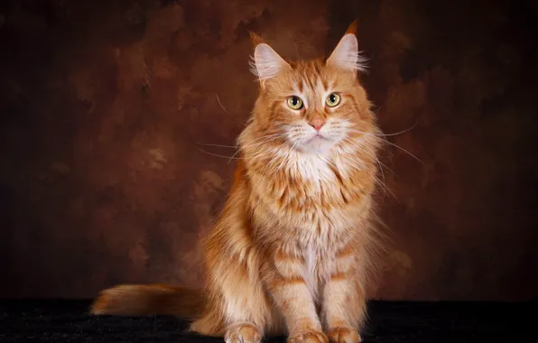 Picture cat, cat, look, pose, the dark background, muzzle, fur, red