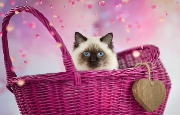 Cat, kitty, background, heart, petals, fluffy, face, basket