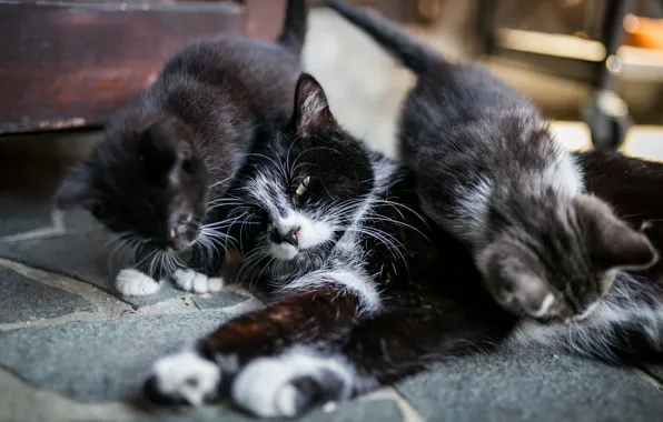 Cat, look, children, pose, house, kittens, lies, mom