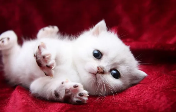 Picture white, red, background, kitty, pads, claws