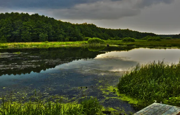 Picture forest, nature, lake, beauty