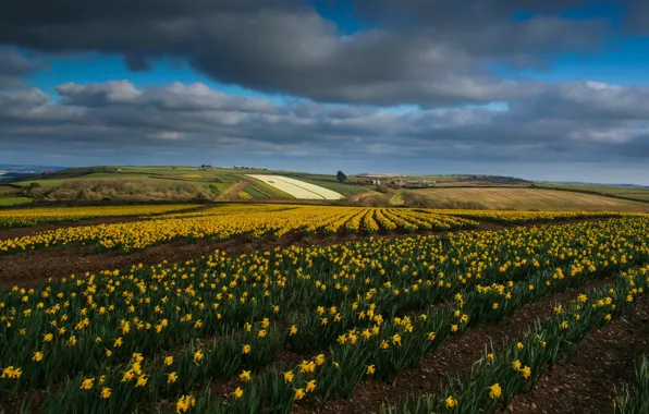 Field, the sky, clouds, flowers, nature, hills, spring, dal
