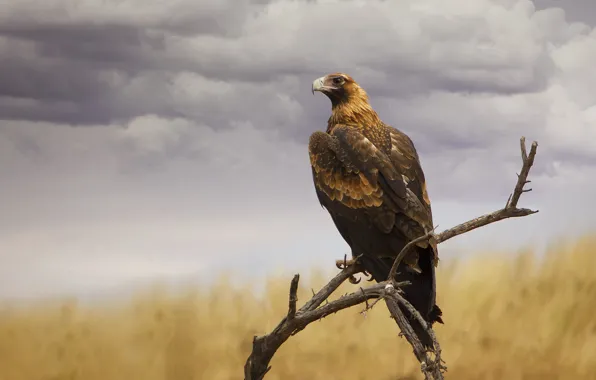 The sky, bird, eagle, branch