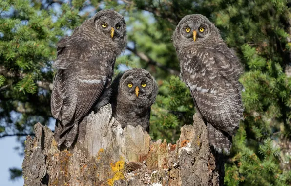 Look, birds, branches, nature, owl, stump, owls, needles