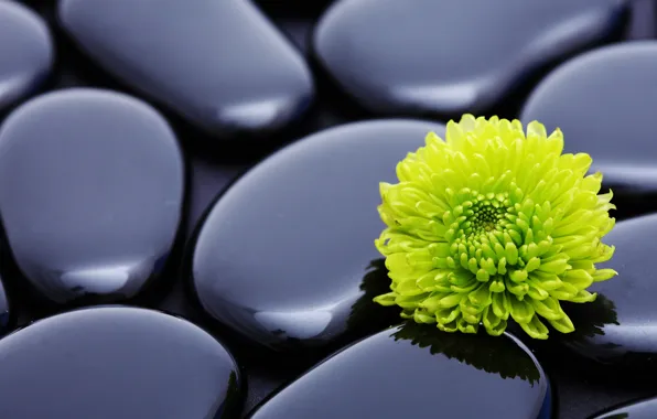 Flower, stones, relax