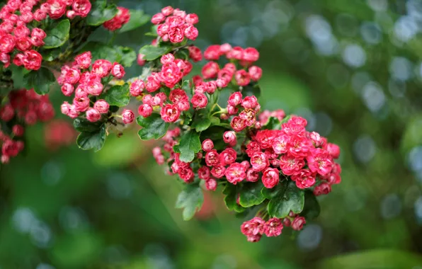 Plant, Bush, roses, briar, blur. glare