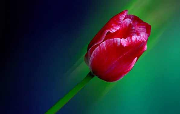 Picture line, background, Tulip, petals