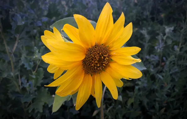 Summer, sunflower, the evening