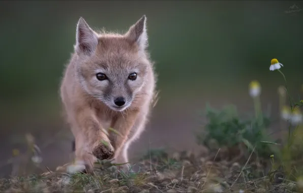 Bokeh, Vlad Sokolovsky, Step into the unknown, korsachek, Young Korsak
