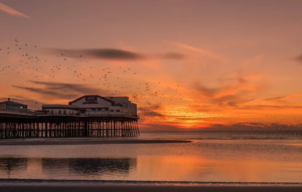 The sky, landscape, sunset, birds, shore, Marina