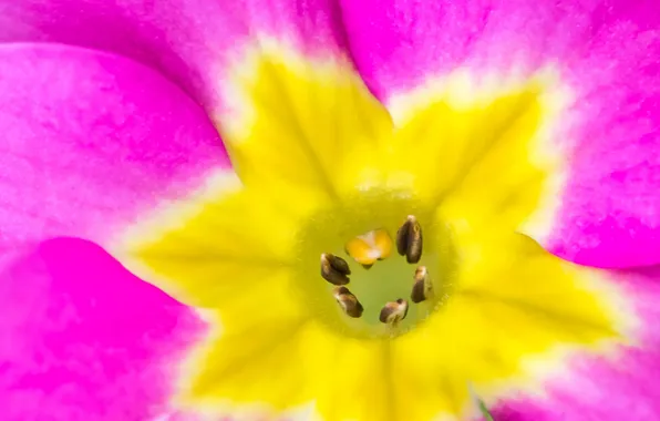 Flower, macro, paint, petals, stamens