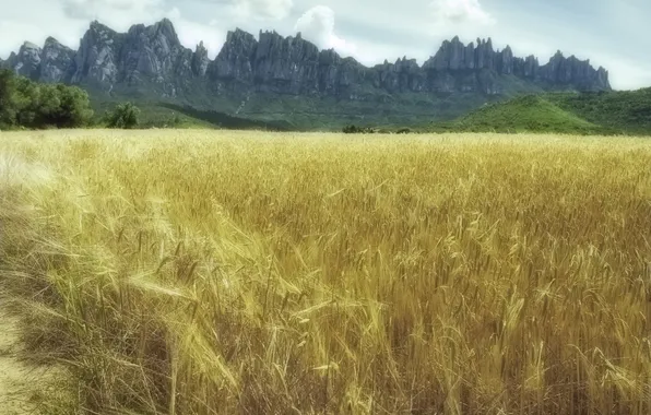 Wheat, field, ear, meadow, gold