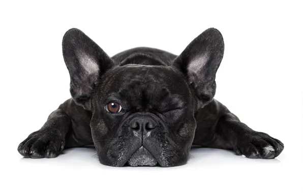 Control, dog, closed, eye, floor, cute, french, doggy