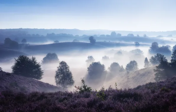 Fog, Trees, Hills, Valley