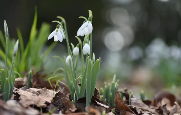 Background, spring, snowdrops, Bush