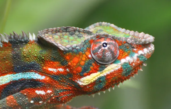 Chameleon, focus, lizard, color
