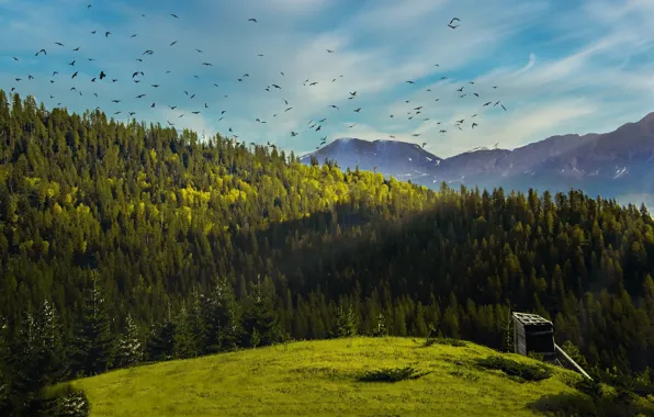 Forest, the sky, clouds, light, mountains, birds, view, pack