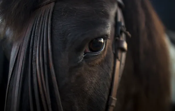 Look, face, close-up, horse, horse, portrait, bangs, bridle