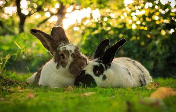 Grass, light, nature, glade, rabbit, rabbits, face, a couple