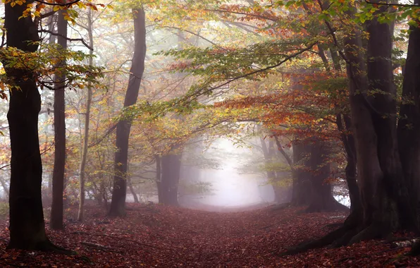 Road, autumn, forest, trees, branches, fog, trunks, foliage
