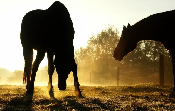Picture the sun, shadows, Horse, weed