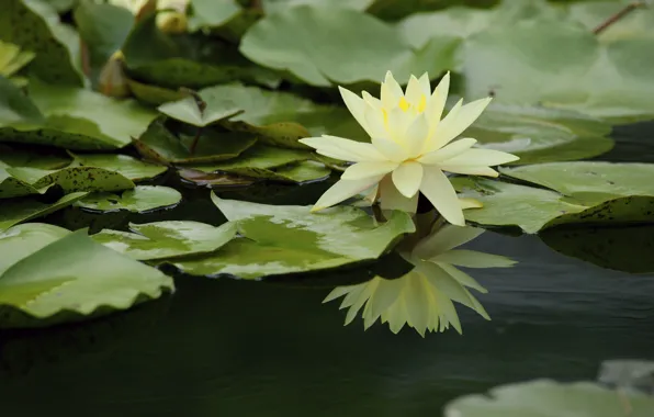 Water, reflection, Nymphaeum, water Lily