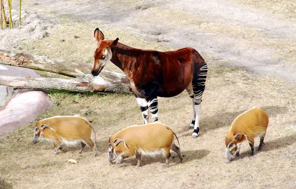 Animal, giraffes, Africa, Johnston, pigs, pigs, mammal, chord