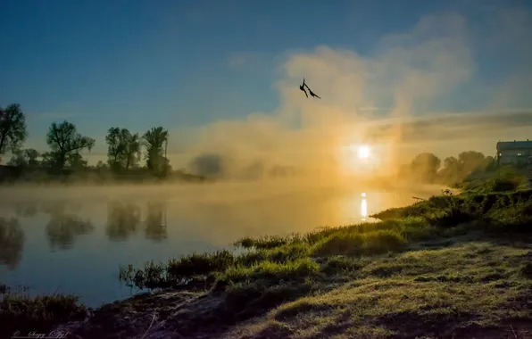Landscape, fog, reflection, river, dawn, birds in the sky