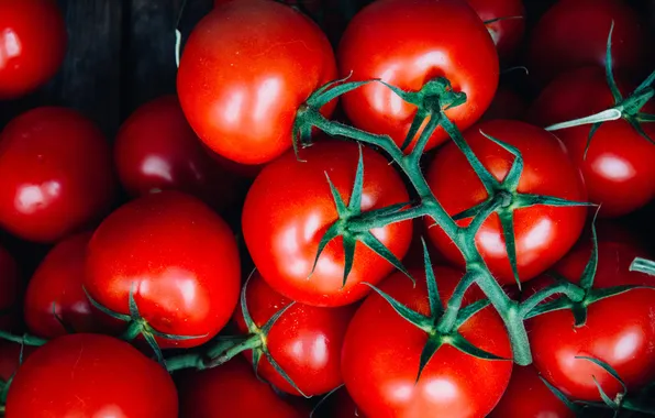 Harvest, red, vegetables, tomatoes, a lot, on the branch, tomatoes, juicy