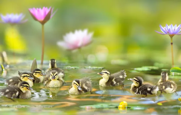Water, flowers, birds, Lily, ducklings, Chicks
