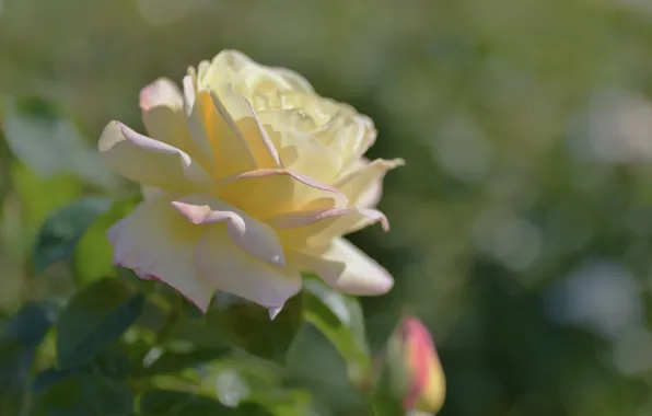 Leaves, light, background, rose, white, yellow, bokeh