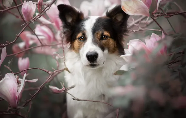 Picture look, face, branches, portrait, dog, flowering, flowers, Magnolia