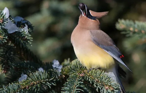 Winter, snow, branches, nature, background, bird, spruce, berry