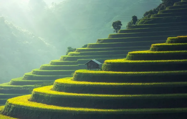 Asia, house, terrace, rice fields