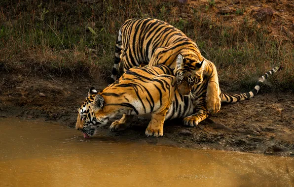 Tiger, pose, shore, tigers, drink, pond, two tigers
