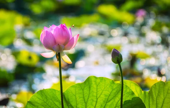 Wallpaper flowers, pink, bokeh, leaves, pond, lake, greens, insect