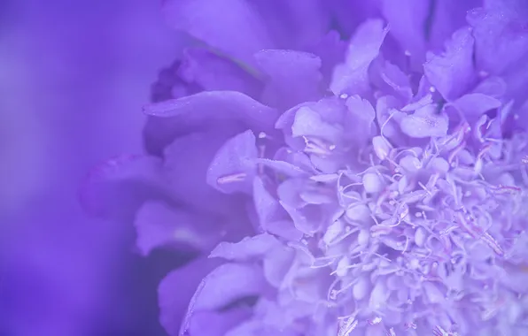Flower, macro, lilac, petals, lilac background
