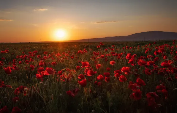 Field, summer, the sky, landscape, flowers, nature, Maki, meadow