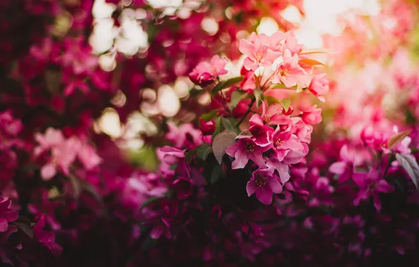 Light, flowers, branches, blur, spring, pink, Apple, flowering