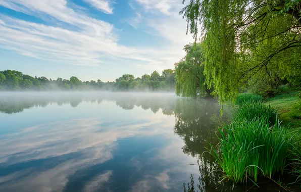 The sky, clouds, trees, lake, shore, morning, haze, sky
