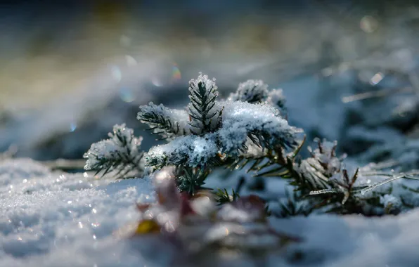 Winter, macro, snow, spruce, branch